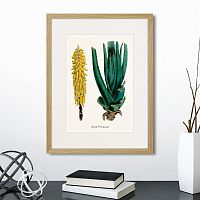 картина: botany illustration №1, 1836г. в Нальчике