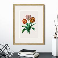 картина: botany illustration №23, 1836г. в Нальчике