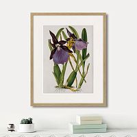 картина: exotic plants of the world №10, 1815г. в Нальчике