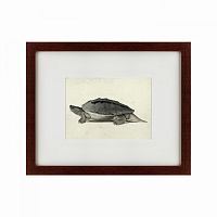 картина: a hand-painted illustration of a burmese roofed turtle, 1873 в Нальчике