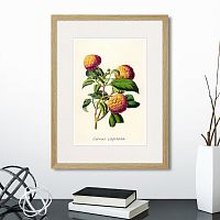 картина: botany illustration №22, 1836г. в Нальчике