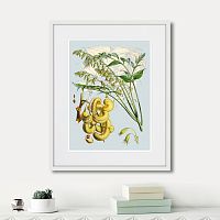 картина: himalaya plants decaisnea pods, 1869г. в Нальчике