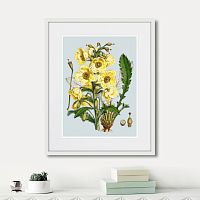 картина: himalaya plants yellow flower, 1869г. в Нальчике