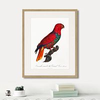картина: beautiful parrots №9, 1872г. в Нальчике