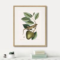 картина: guana (lacertus indicus), 1742г. в Нальчике