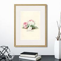 картина: botany illustration №6, 1836г. в Нальчике