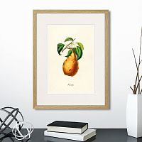 картина: botany illustration №18, 1836г. в Нальчике