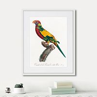 картина: beautiful parrots №7, 1872г. в Нальчике