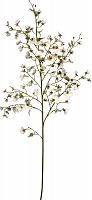 декор oncidium orchid в Нальчике