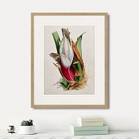 картина: exotic plants of the world №11, 1815г. в Нальчике