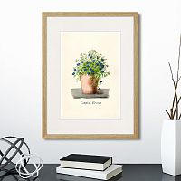 картина: botany illustration №9, 1836г. в Нальчике