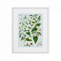 картина: himalaya plants blue and white flowers, 1869г. в Нальчике