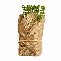 растение декоративное potted herb polini в Нальчике
