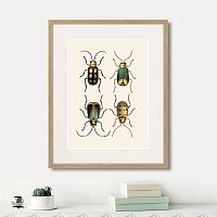 картина: assorted beetles №8, 1735г. в Нальчике