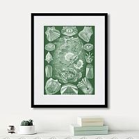 картина: art forms of nature №5, 1897г. в Нальчике