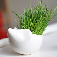 набор для выращивания eco ёжик в Нальчике