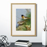 картина: pair of redstarts, 1923г. в Нальчике