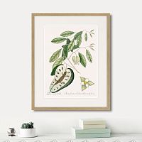 картина: blue tail lizard (lacertus cauda carulea), 1742г. в Нальчике