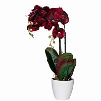 орхидея бордовая в горшке 58 см в Нальчике