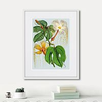 картина: himalaya plants hodsgonia flower white and yellow, 1869г. в Нальчике