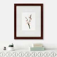 картина: apricot flower (prunus armeniaca), 1832 в Нальчике