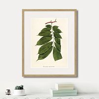 картина: fragmenta botanica №10, 1809г. в Нальчике