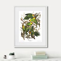 картина: carolina parrot, 1841г. в Нальчике
