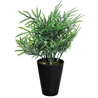 декоративное растение кипарисовик в горшочке 25 см в Нальчике