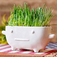 набор для выращивания eco буль в Нальчике