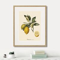 картина: juicy fruit lithography №3, 1870г. в Нальчике