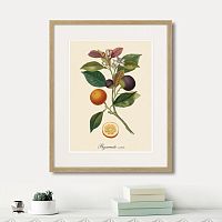картина: juicy fruit lithography №11, 1870г. в Нальчике
