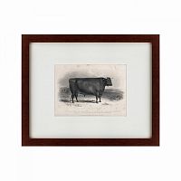 картина: a devon bull, 1849 в Нальчике