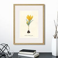 картина: botany illustration №10, 1836г. в Нальчике