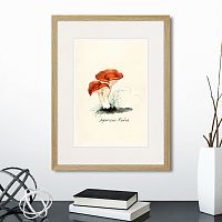 картина: botany illustration №5, 1836г. в Нальчике