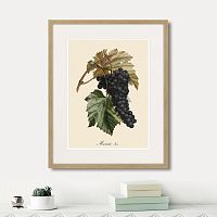 картина: juicy fruit lithography №12, 1870г. в Нальчике