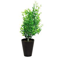 декоративное растение иглица в горшочке 25 см в Нальчике