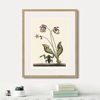 картина: water frog handstanding, 1743г. в Нальчике