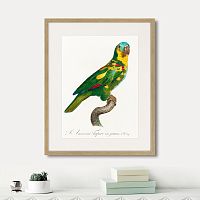 картина: beautiful parrots №11, 1872г. в Нальчике