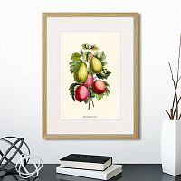 картина: botany illustration №20, 1836г. в Нальчике