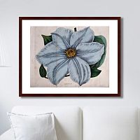 картина: exotic plants of the world №13, 1815г. в Нальчике