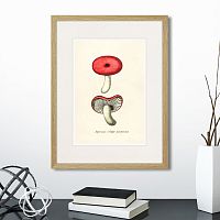 картина: botany illustration №12, 1836г. в Нальчике