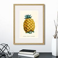 картина: botany illustration №17, 1836г. в Нальчике