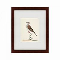 картина: the brown bird в Нальчике
