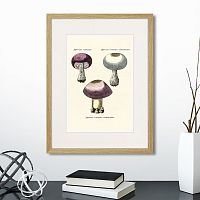 картина: botany illustration №11, 1836г. в Нальчике