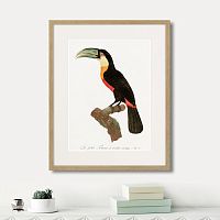 картина: beautiful toucans №1, 1806г. в Нальчике
