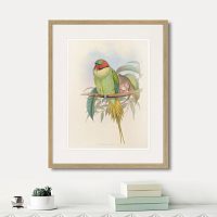 картина: bonaparte's parakeet, 1850г. в Нальчике