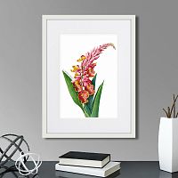 картина: caribian flora pink alpinia, 1740г. в Нальчике