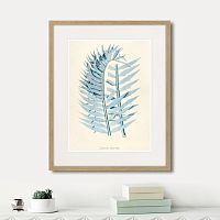 картина: fragmenta botanica №8, 1809г. в Нальчике