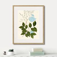 картина: fragmenta botanica №3, 1809г. в Нальчике