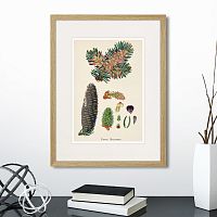 картина: botany illustration №2, 1836г. в Нальчике